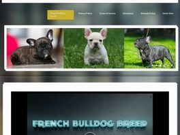 Go to: French Bulldog Breed A Comprehensive Guide