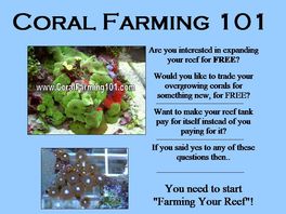 Go to: Coral Farming 101 **Huge 75% Commission